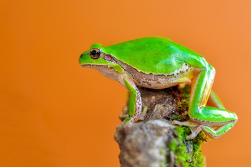 Beautiful Europaean Tree frog Hyla arborea - Stock Image