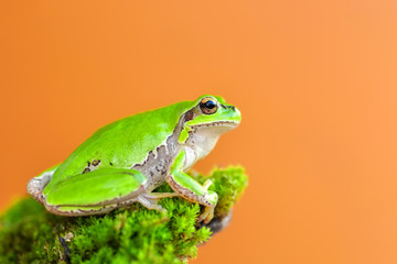 Beautiful Europaean Tree frog Hyla arborea - Stock Image
