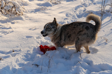 Alpha male Australian Shepherd mocks Christmas clothes. Santa's death from the dog's teeth because of the hat. New Year's quest - dress the dog. The dog shows character, not wanting to obey.