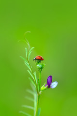 Beautiful ladybug on leaf defocused background © blackdiamond67