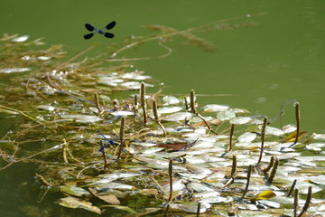Lake with butterflys