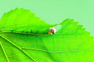 Beautiful   Сaterpillar - Stock Image