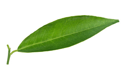 Fototapeta na wymiar Peach leaf isolated on white background