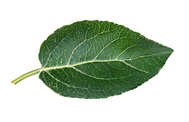 Apple leaf isolated on white background