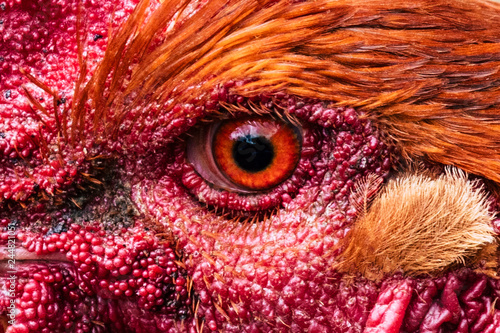 Ojo de gallo imagenes