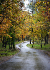 Fototapeta premium La route de la foret