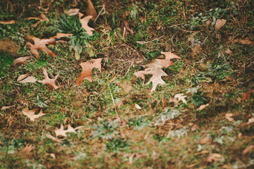 Naklejka na ściany i meble autumn leaves on grass