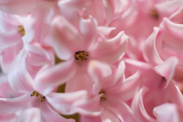 Hyacinthus is a small genus of bulbous, fragrant flowering plants in the family Asparagaceae