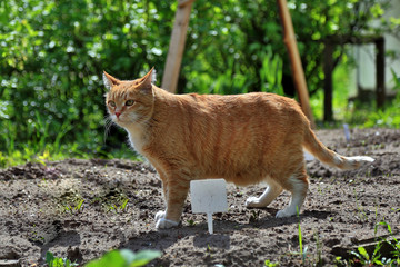 Naklejka na ściany i meble Orange striped cat stand on the ground. He is hunting on nature.