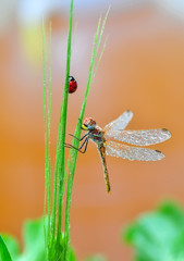 Macro shots, Beautiful nature scene dragonfly. 