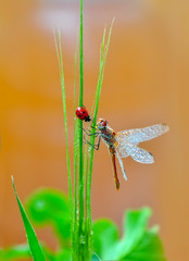 Macro shots, Beautiful nature scene dragonfly. 