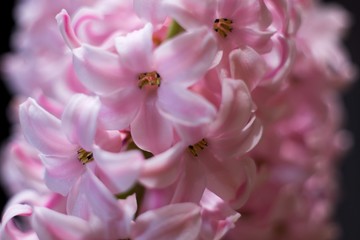 Hyacinthus is a small genus of bulbous, fragrant flowering plants in the family Asparagaceae