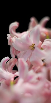 Hyacinthus is a small genus of bulbous, fragrant flowering plants in the family Asparagaceae