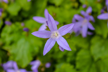 Fototapeta premium Close up of a single star-shaped purple bellflower (Campanula poscharskyana) with five petals , macro and top view