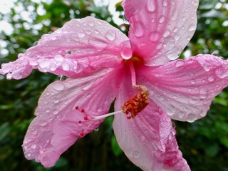Pinke Hibiskus-Blüte © Fabian