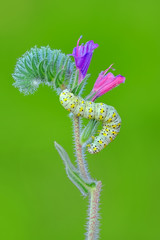 Beautiful   Сaterpillar of swallowtail - Stock Image