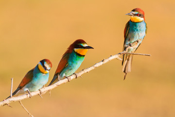beautiful colored spring birds sit on a branch