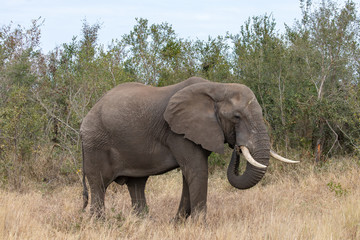 Fototapeta na wymiar Elefant 54