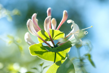 Lonicera periclymenum flower, common names honeysuckle, common honeysuckle, European honeysuckle or woodbine, blooming in summer season in garden. Soft focus.