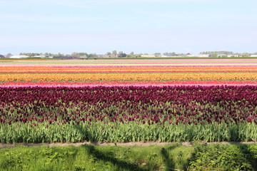 field of tulips
