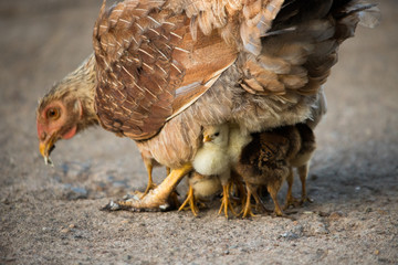 Chicken mother protecting her chicks from danger Bare-faced go-away-bird on a branch (Wagve, Kenya)