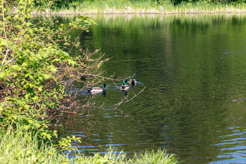 Tranquil pond framed by Lush green woodland park in sunshine, in the city park. Green water in a pond with ducks and trees around