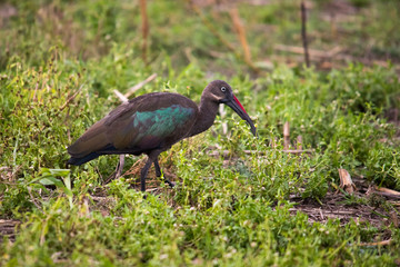 Obraz premium Hadada ibis patrolling a field (Lake Victoria)