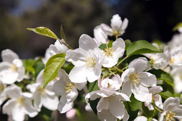 White flower and pink Bud on the branch of Apple blossom in the spring, summer the concept of the garden