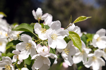 White flower and pink Bud on the branch of Apple blossom in the spring, summer the concept of the garden