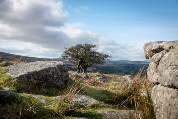 Fototapeta na wymiar Dartmoor tree