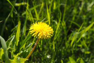 Yellow dandelion in a field of green grass. Dandelion in the foreground in focus with blur background.