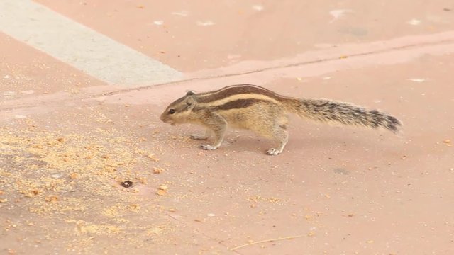 Beautiful Indian squirrel eating grains on ground stock video