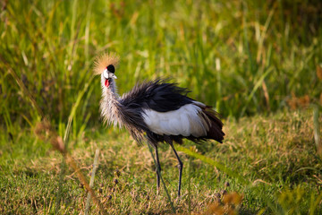 Crowned crane by Lake Victoria
