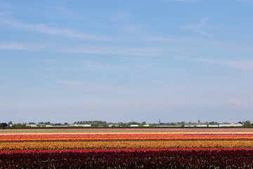 field of red and yellow tulips