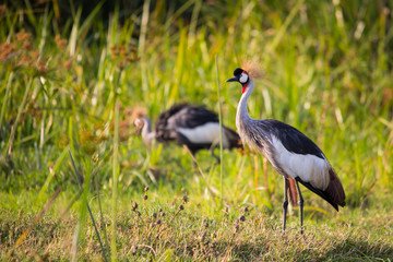 Obraz premium Crowned crane by Lake Victoria