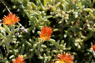 Trailing ice plant (Lampranthus aurantiacus)