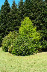 Fototapeta na wymiar Pine forest in summer time