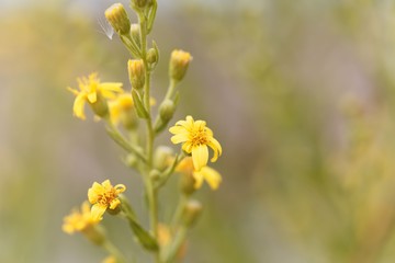 Creeping groundsel (Senecio angulatus)