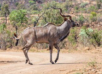 Kudu Bull