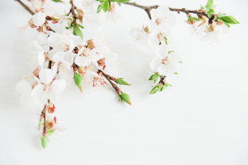 spring background.minimalistic stylish image