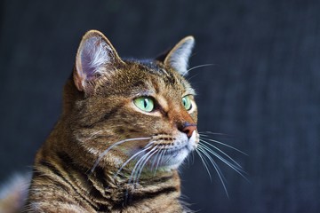 Curious cat looking on the right side