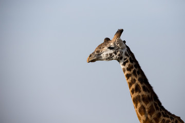 Giraffe with negative space (Masai Mara)