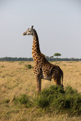 Giraffe bull with a bird hanging from his... (Masai Mara)