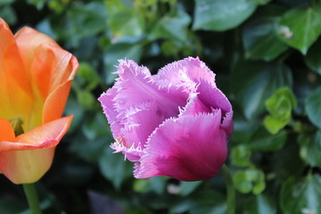pink tulip