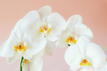 Blooming white orchid on the pink background.