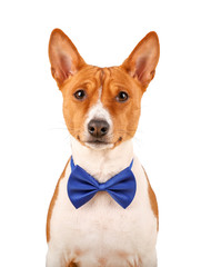 Basenji dog in a bow tie isolated on the white background.