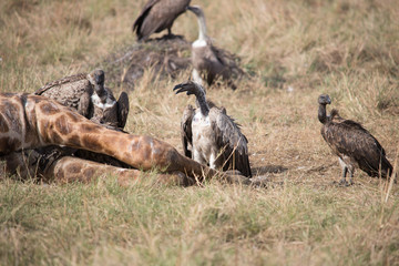 Vultures feeding on two giraffe bulls that had killed each other two day earlier (Masai Mara)