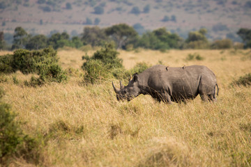 Obraz premium A lone rhino (Masai Mara)