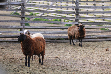 Obraz premium Sheep on the farm