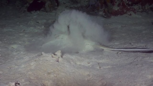 Stingray buries itself